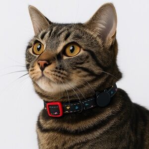 Stylish Black Cat Collar with Red Buckle